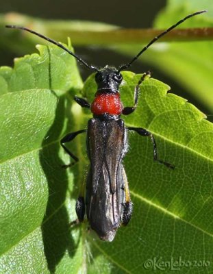 Longhorned Beetle Callimoxys sanguinicollis