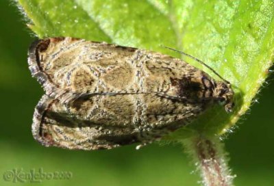 Raspberry Leafroller Moth Olethreutes permundana #2817