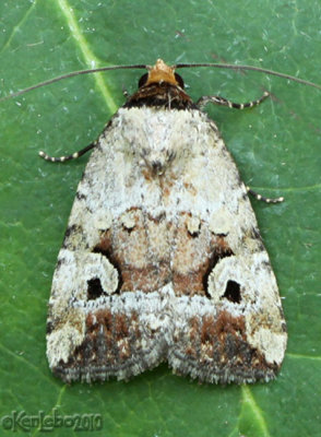 Pale-winged Midget Moth Elaphria alapallida #9681.1