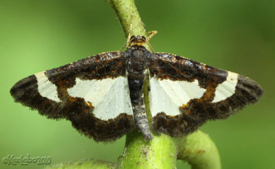 Common Spring Moth Heliomata cycladata #6261