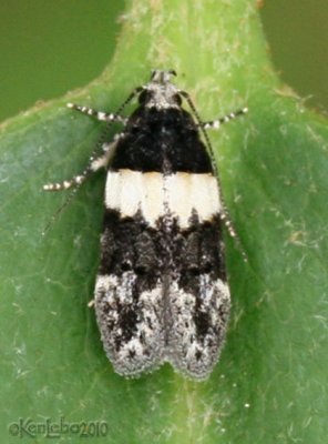 White-banded Telphusa Moth Telphusa latifasciella #1857