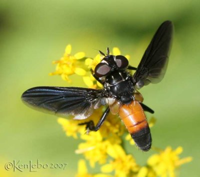 Feather-legged Fly Trichopoda sp.