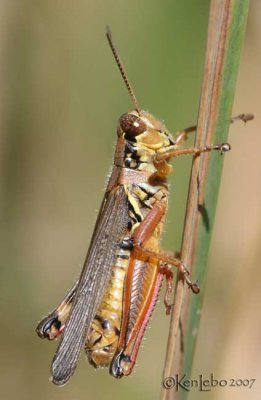 Grasshoppers and Katydids