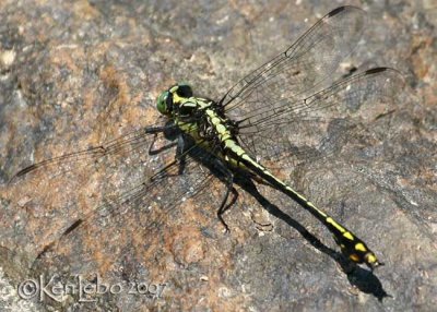 Black-shouldered Spinyleg Dromogomphus spinosus