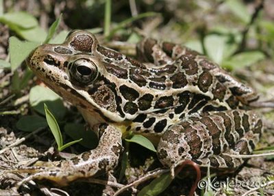 Pickerel Frog