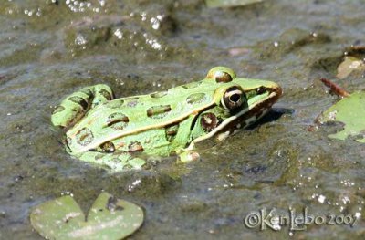 Southern Leopard Frog