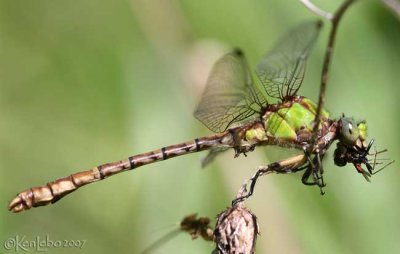 Rusty Snaketail Ophiogomphus rupinsulensis