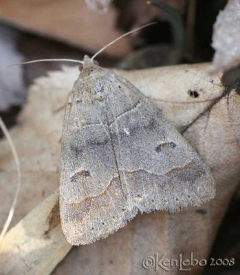Common Oak Moth - Phoberia atomaris #8591