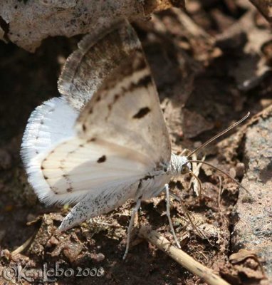 Bluish Spring Moth - Lomographa semiclarata #6666