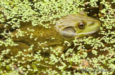 Bull Frog