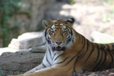 zoo