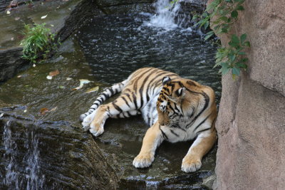 staying_cool