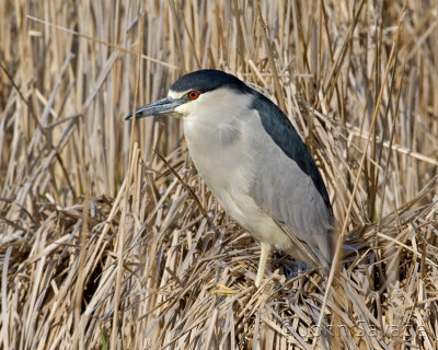 Black crowned night heron