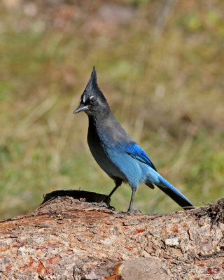 Stellar Jay