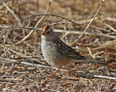 chipping sparrow