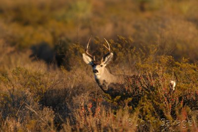 desert mule deer south texas