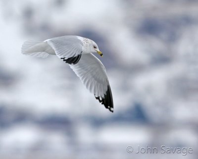 Seagull   farmington 1-27-08 500mm 126  