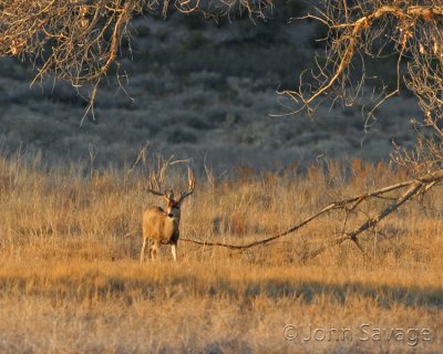 Mule deer new mexico disc 5 091