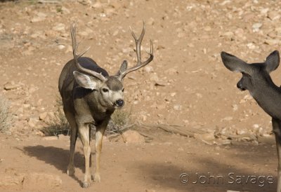 Mule deer Kanab and Zion 500mm 11-26-08 493
