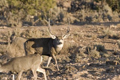 Mule deer Kanab and Zion 500mm 11-26-08 322