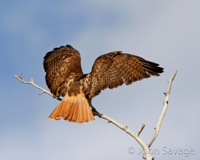 Redtail Hawk  williams 5-19-07 146