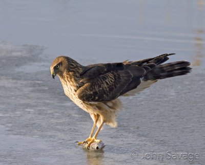 Northern Harrier with lunch
