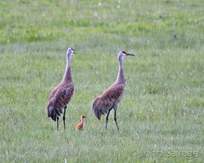 Sandhill cranes with chick yellowstone 6-05 186  