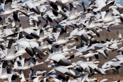 Snow geese takeoff  