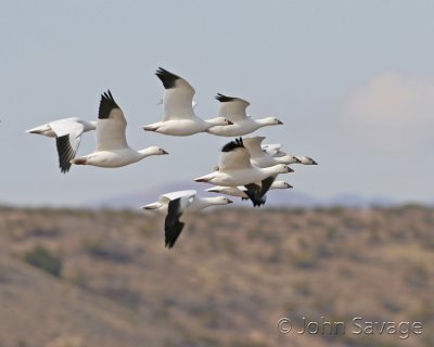 Ross geese