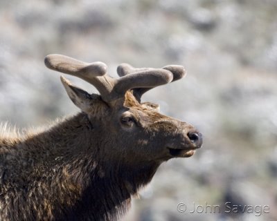 Bull Elk growing his new head gear