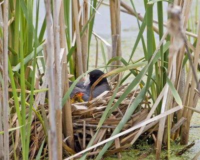 American Coot with chick in nest