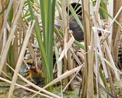 Baby Coot after falling out of nest