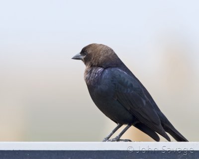 Brown-headed Cowbird