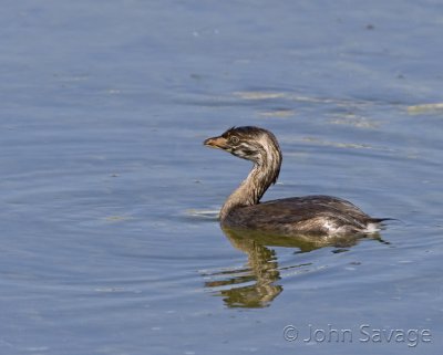 Pied-billed Grebe Juvenile