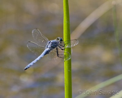 Blue Dasher dragon fly