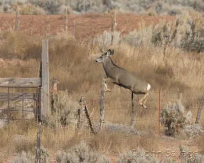 mule deer jumping fence