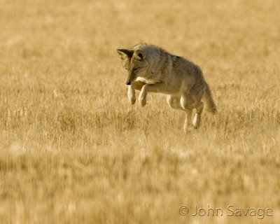 Coyote hunting mice