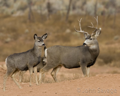Mule deer buck and fawn