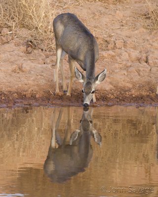 mule deer at waterhole