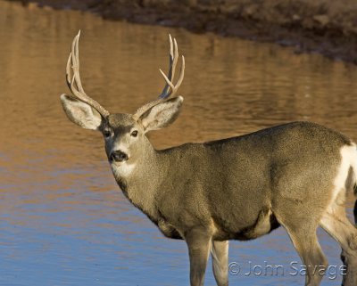 Mule deer at the waterhole