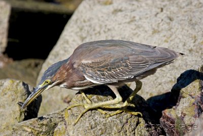 Green Heron