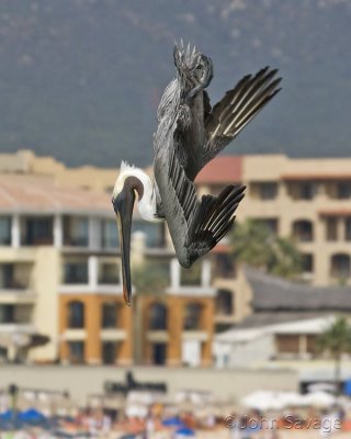Brown pelican about to catch a fish
