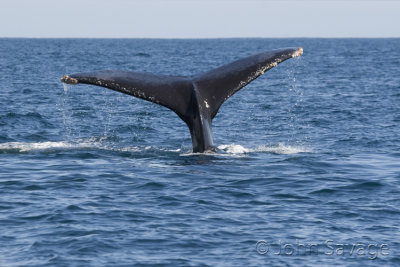 Humpback whale