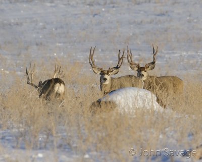 Mule deer