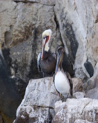 Brown pelican pair