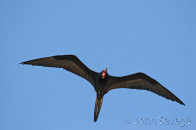 Magnificent Frigatebird. Male