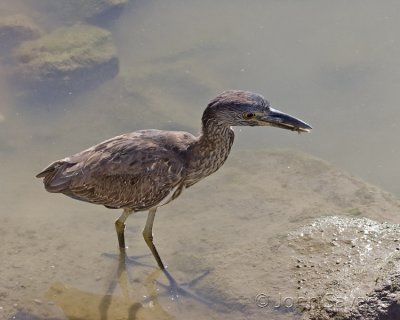 Blackcrowned Night heron.. Juvenile