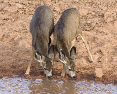 Mule deer little buddies