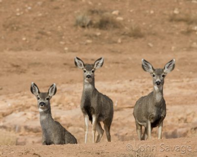 Mule deer