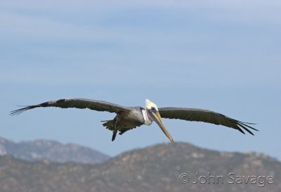 Brown pelican fly by